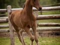 Marzii KVA.foal2