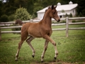 Marzii KVA.foal